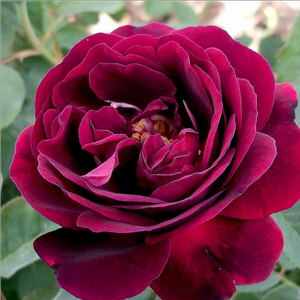 Souvenir du Docteur Jamain - trandafiri - www.pharmarosa.ro
